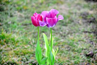 Pembe mor laleler Tulipa birçok hazır fotoğraf dikim Bahçe