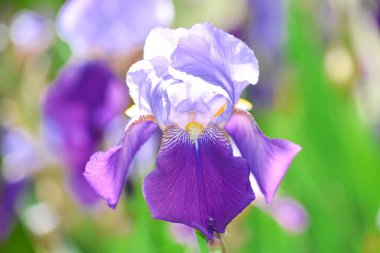 Iris mor çiçekler ev bahçe Pfoto ayrıntı Closeup stok