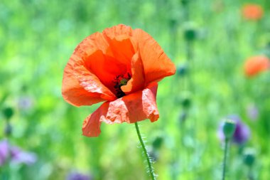 Gelincik somniferum L Poppy Bud alan stok fotoğraf