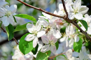 Arı Apple Blossom Bloom ağaç beyaz pembe bahar bahçe stok fotoğraf dikim Bahçe