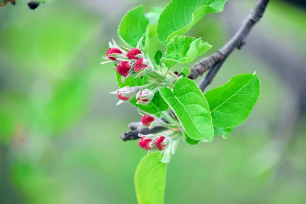 Elma çiçeği Bloom ağaç beyaz pembe stok fotoğraf