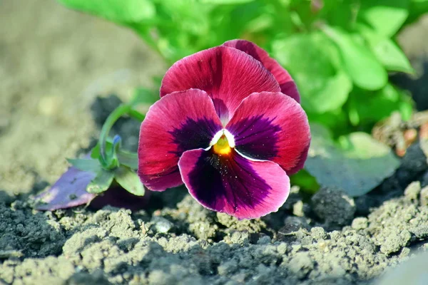 Цветочные Растения Viola Tricolor Hortensis — стоковое фото