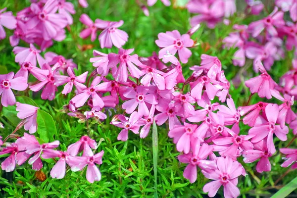 Pink Tiny Flowers Home Garden Stock Photo