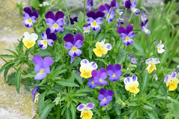 Wild Violets Pansiestiny Flowers Home Garden Stock Photo — Stock Photo, Image