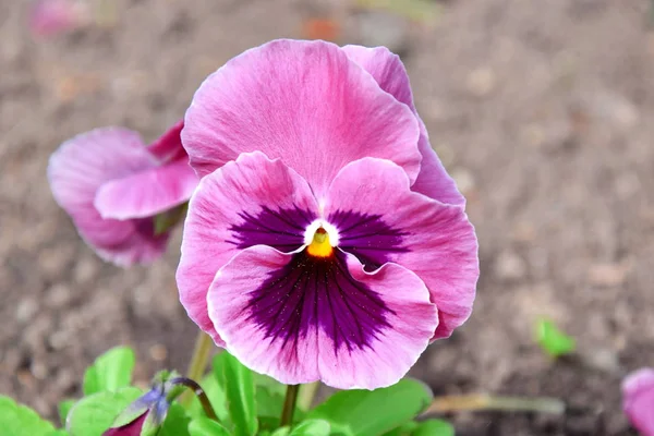 Viola Tricolor Hortensis çiçekler ev bahçe bitkiler stok fotoğraf