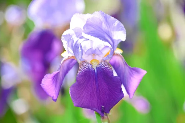 Iris Violet Flowers Home Garden Stock Pfoto Detail Closeup