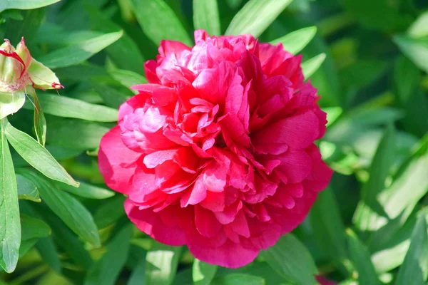 Paeonia Lactiflora çiçeği ayrıntı Closeup stok fotoğraf