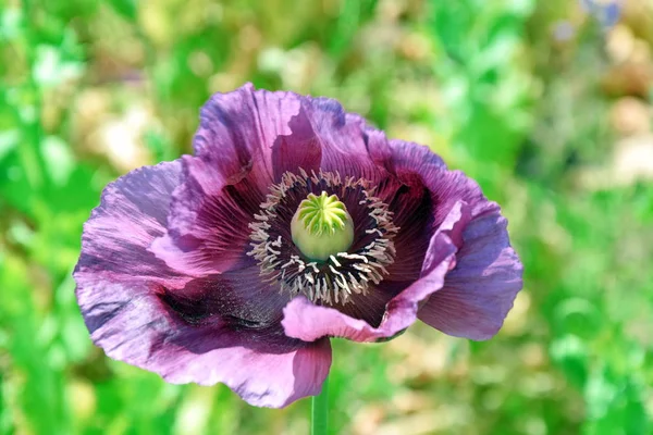 Papaver Somniferum Violet Poppy Flower Blossom Detail Closeup Field Foto — Fotografia de Stock