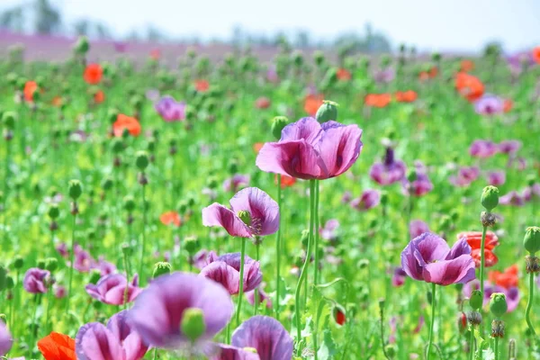 Papaver Somniferum Poppy Colorful Field Foto Stock — Foto de Stock