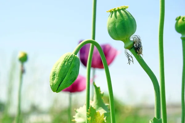 Gelincik Somniferum L haşhaş Closeup Bud alan stok fotoğraf