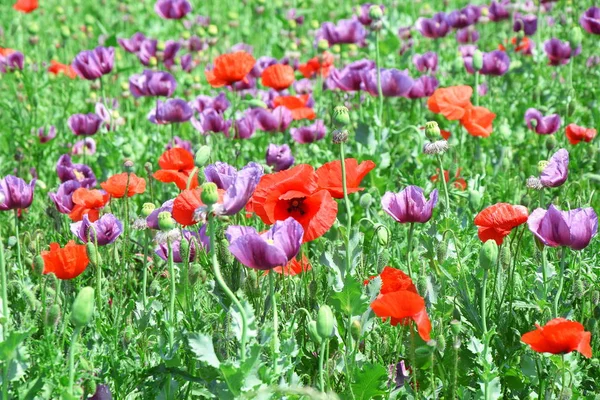 Gelincik somniferum L Poppy renkli alan stok fotoğraf