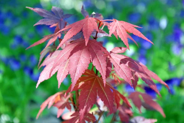 Acer Japonicum Japonia Klon Czerwony Liście Zdjęcie — Zdjęcie stockowe