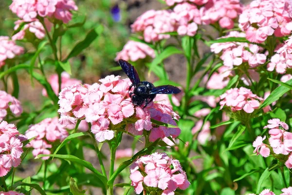 Xylocopa böcek arı üzerinde pembe çiçekler Yaz Bahçesi stok fotoğraf