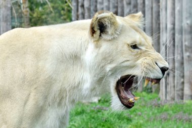 Beyaz Lioness Panthera leo krugeri 