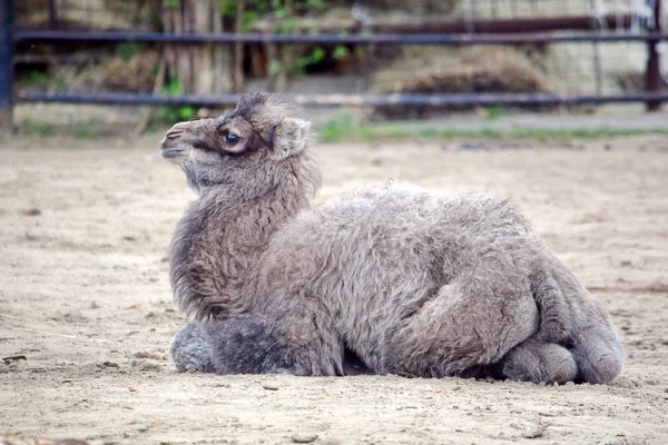 Kleines Kamelbaby Portrait Camelus Bactrianus Ruht — Stockfoto