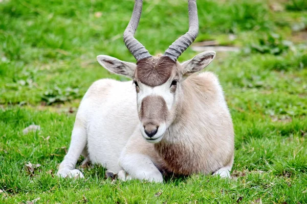 Antilopa Addax Nasomaculatus Odpočívá Trávě — Stock fotografie