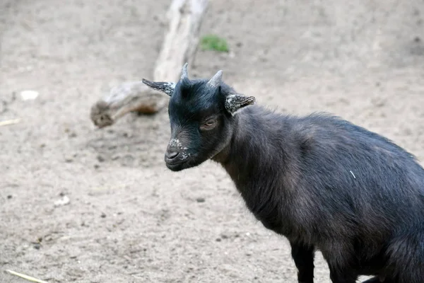 Schwarze Kleine Jungziege Weiblich Capra Aegagrus Hircus Sitzend — Stockfoto