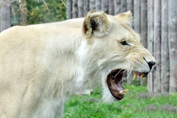 White Lioness Panthera Leo Krugeri — Stock Photo, Image