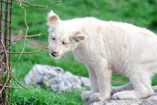 Malé Děťátko Bílý Lev Panthera Leo Krugeri Hraní Pobočkou — Stock fotografie