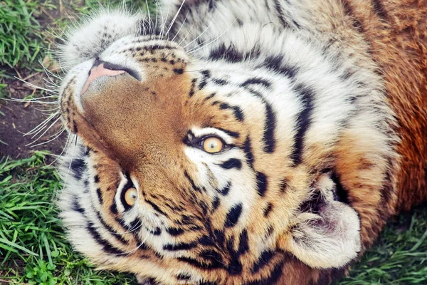 Testa Tigre Dettaglio Mentire Giocare Panthera Tigris Altaica — Foto Stock