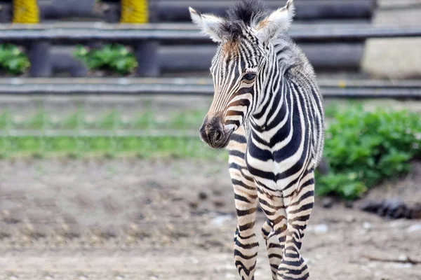 Małe Baby Chapman Zebra Equus Quagga Chapmani — Zdjęcie stockowe