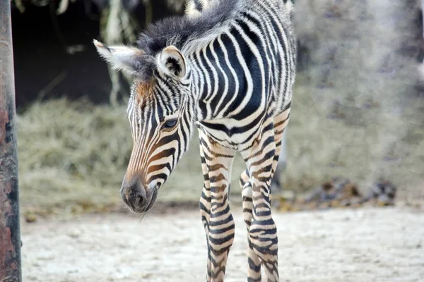 Zebra Małego Dziecka Chapmana — Zdjęcie stockowe