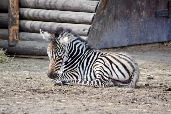 Küçük bebek Chapman 'ın Zebra kuma yatıyor