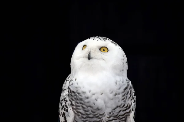 White Owl Nyctea Scandiaca — Stock Photo, Image