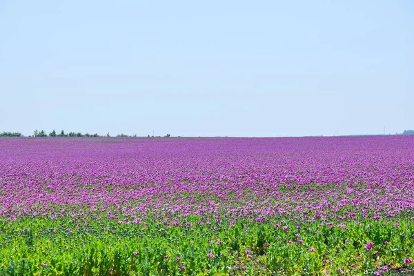 Papaver somniferum L Violet Poppy Colorful Field