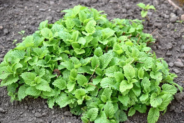 Lemon Balm Home Gardening Herbs Food Ingredients Home Remedy