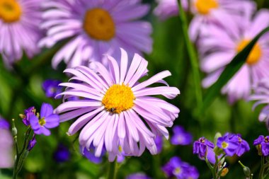 Aster Dumosus daises pembe papatya Violet Floral portre