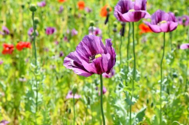Papaver somniferum L Poppy Colorful alan arka plan 