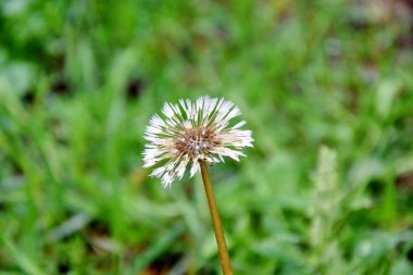 Kuru karahindiba Fluff kırılganlık arka plan portre Colorful yeşil