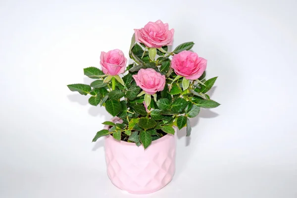 Pink Small Bush of Roses in a Pot Decoration