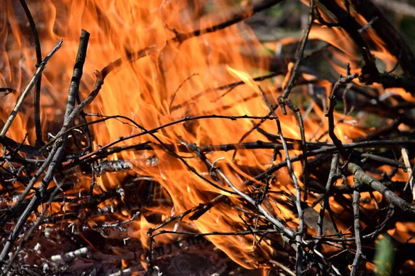 Burning Fire Brand Släcknings Fara Natur Trä Bakgrund — Stockfoto