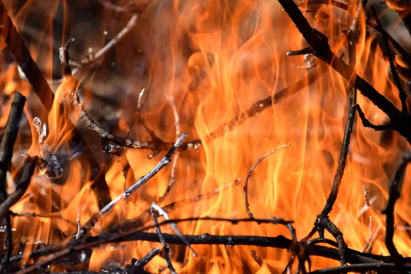 Yangın itfaiye tehlike doğa ahşap arka plan yanan
