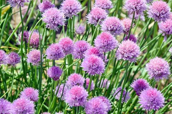 Chive Allium schoenoprasum Colorful Blossom ev bahçe ve dikim
