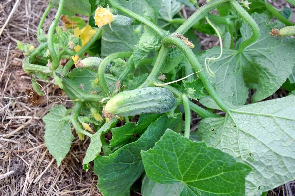 Salatalık Cucumis sativus bitki ev bahçe gıda sebze