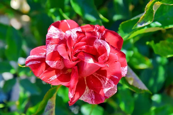 Pembe gül güller portre ev bahçe ve dikim Womens gün anneler da