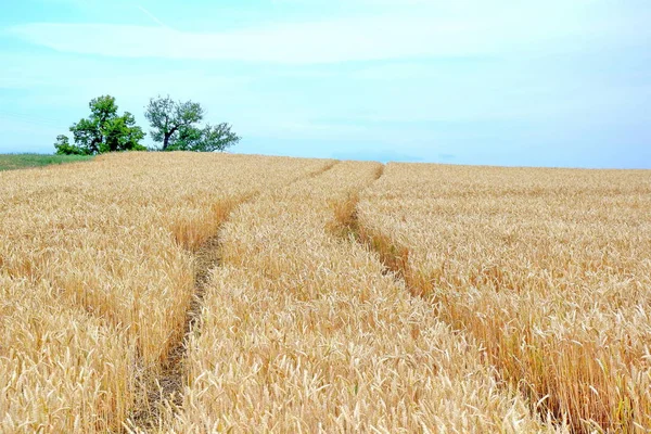 Dry Rye Field Grain Farming Agriculture Blue Sky Background