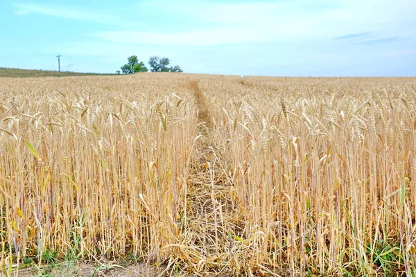 Dry Rye Field Grain Farming Agriculture Blue Sky Background