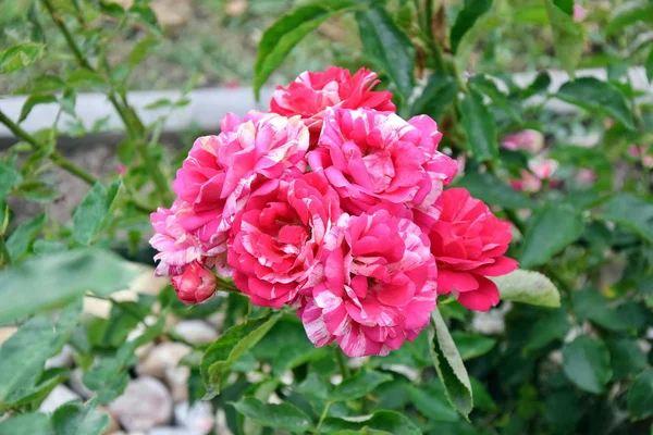 Rosa Rosas Rosa Inicio Jardinería Plantación — Foto de Stock