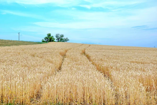 Dry Rye Field Grain Farming Agriculture Blue Sky Background Track Meadow