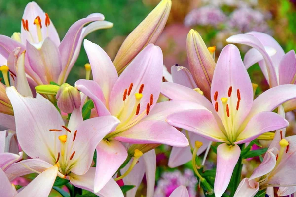 Pembe Lillies buket çiçekler çiçek Womens anneler günü arka plan 