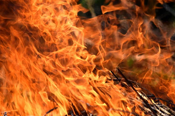 Burning Fire Firefighting Danger Nature Wood Background Stock Image