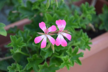 Pelargonium bitki pembe çiçek yatak kutusu