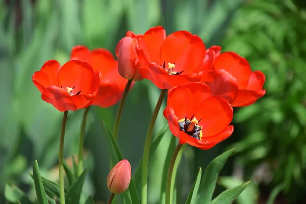 Tulipanes Flor Jardín Plantación Muchos Fondo Colorido Día Las Madres — Foto de Stock