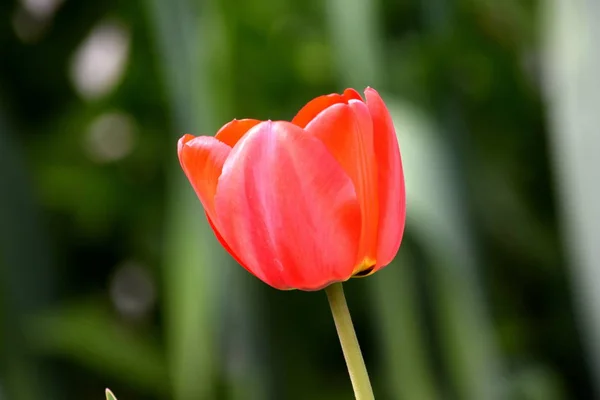 Tulipán Jardín Flores Inicio Plantación — Foto de Stock