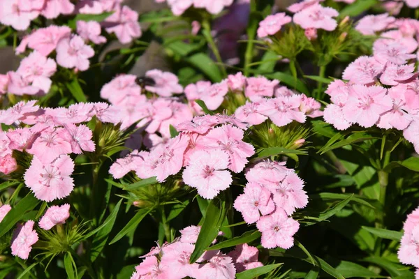 Сад Розовых Крошечных Цветов Dianthus Barbatus Закрывается — стоковое фото