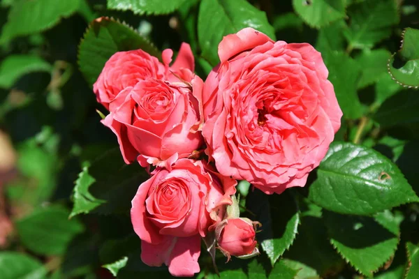 Pink Roses Rosa Home Gardening